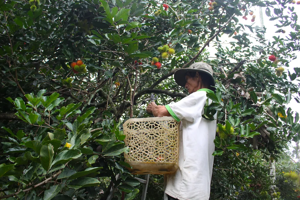 Quảng Ngãi: Vào vụ thu hoạch chôm chôm, nhà vườn phấn khởi vì được giá ảnh 3
