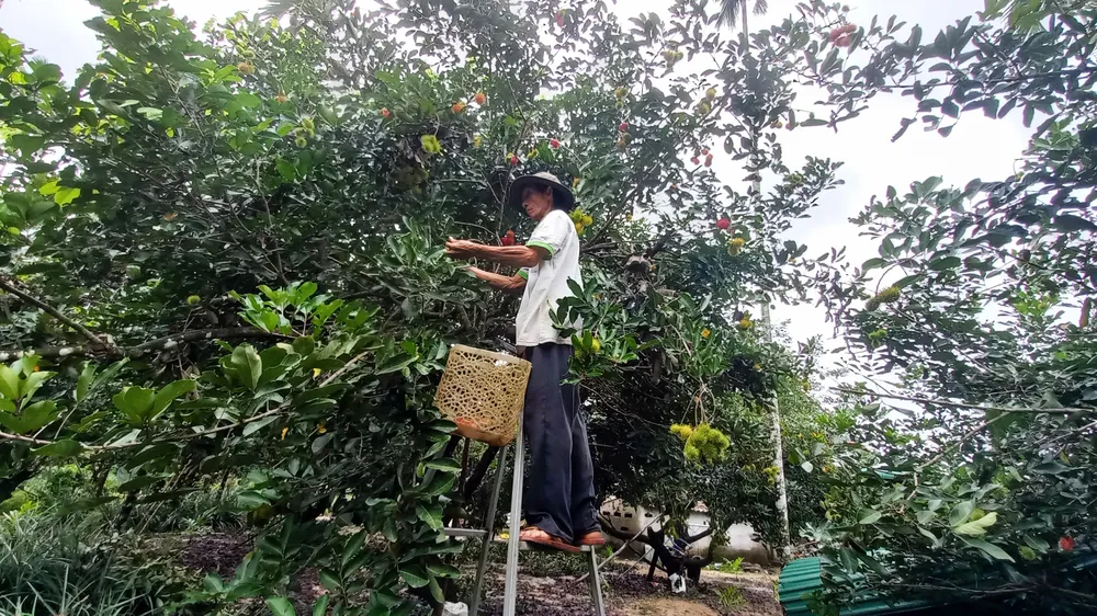 Quảng Ngãi: Vào vụ thu hoạch chôm chôm, nhà vườn phấn khởi vì được giá ảnh 4