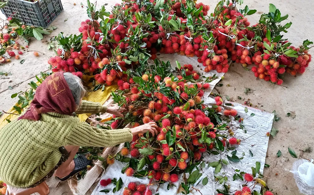 Quảng Ngãi: Vào vụ thu hoạch chôm chôm, nhà vườn phấn khởi vì được giá ảnh 1