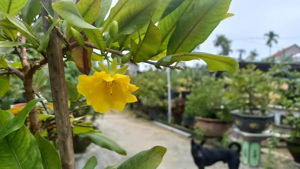 Làng hoa Quảng Ngãi tất bật sản xuất vụ tết ảnh 5