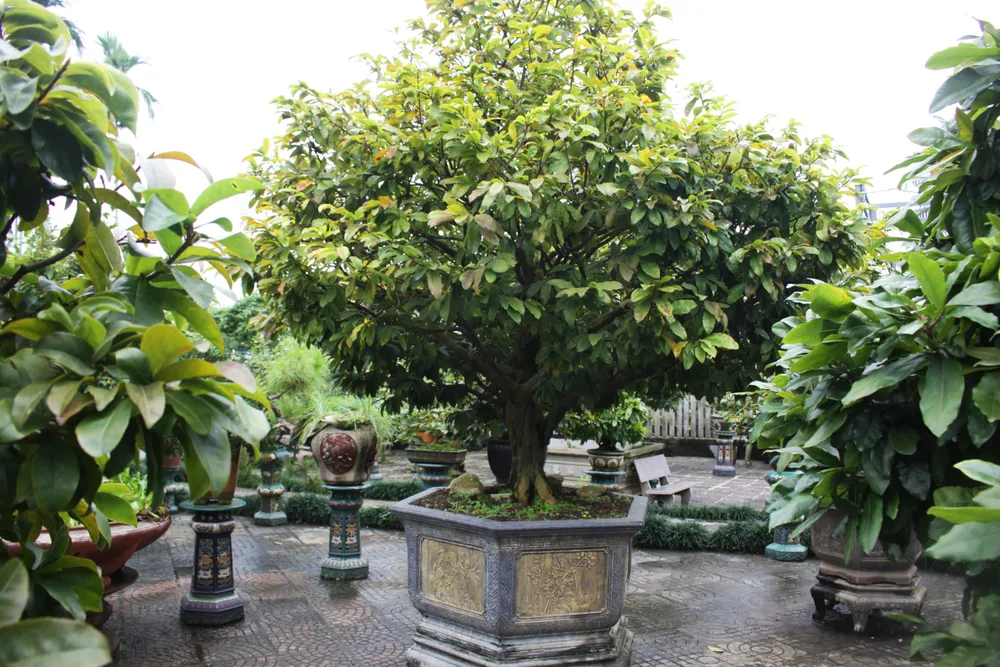 Làng hoa Quảng Ngãi tất bật sản xuất vụ tết ảnh 2