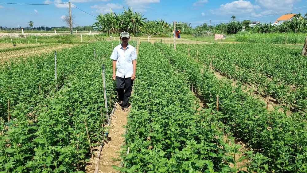 Làng hoa Quảng Ngãi tất bật sản xuất vụ tết ảnh 12