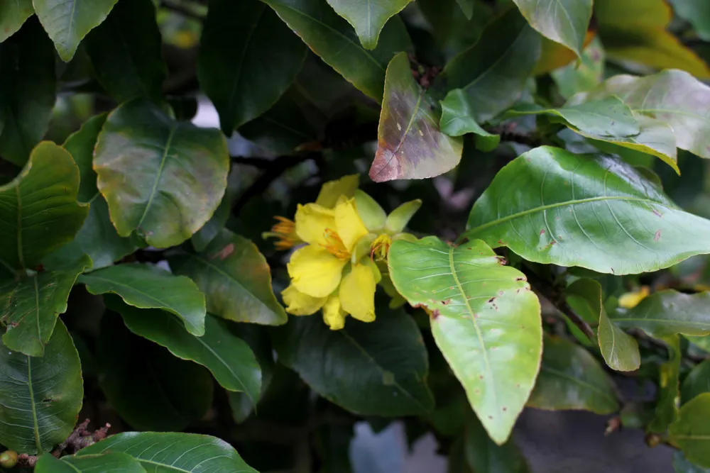 Làng hoa Quảng Ngãi tất bật sản xuất vụ tết ảnh 6