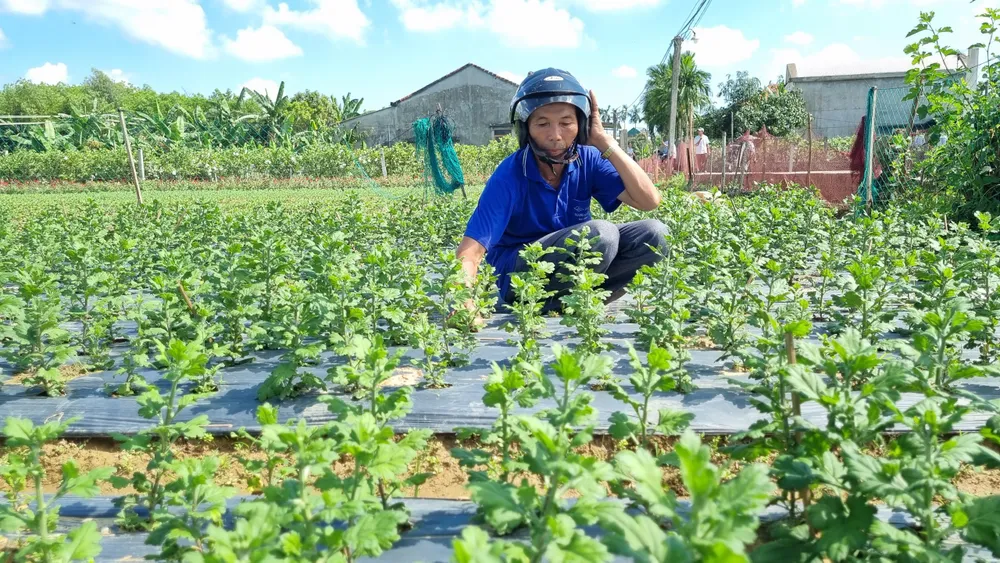 Làng hoa Quảng Ngãi tất bật sản xuất vụ tết ảnh 11