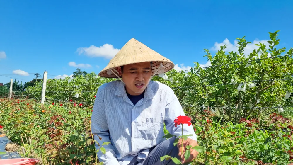 Làng hoa Quảng Ngãi tất bật sản xuất vụ tết ảnh 10