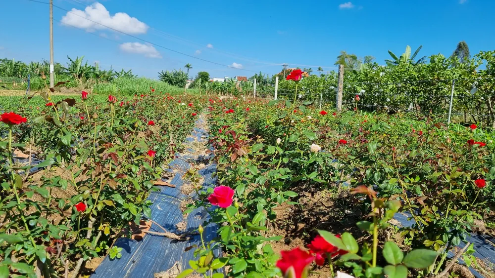 Làng hoa Quảng Ngãi tất bật sản xuất vụ tết ảnh 8