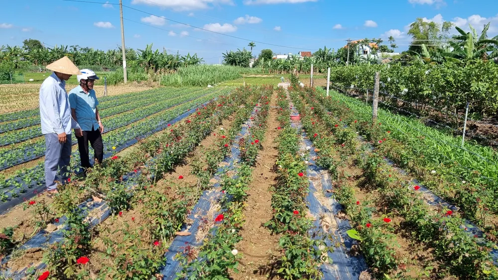 Làng hoa Quảng Ngãi tất bật sản xuất vụ tết ảnh 9