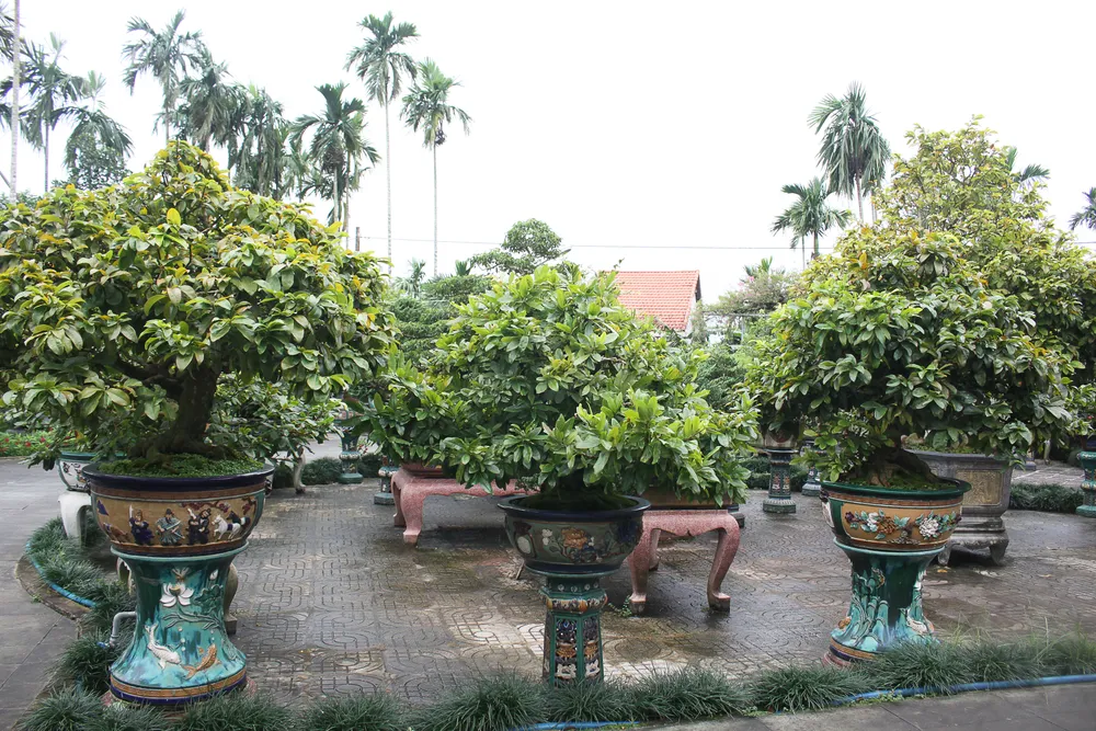 Làng hoa Quảng Ngãi tất bật sản xuất vụ tết ảnh 1