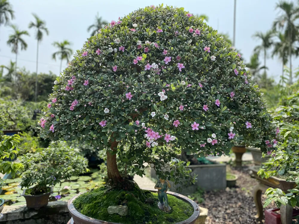 Làng hoa Quảng Ngãi tất bật sản xuất vụ tết ảnh 7