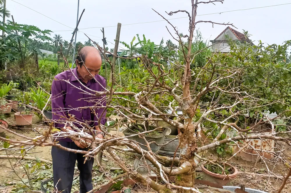 Làng hoa Quảng Ngãi tất bật sản xuất vụ tết ảnh 4