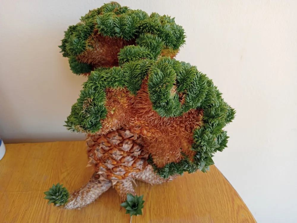 Khi đã chín vàng, thơm đuôi phụng có màu sắc và hình dạng độc đáo. Ảnh: NGUYỄN TRANG