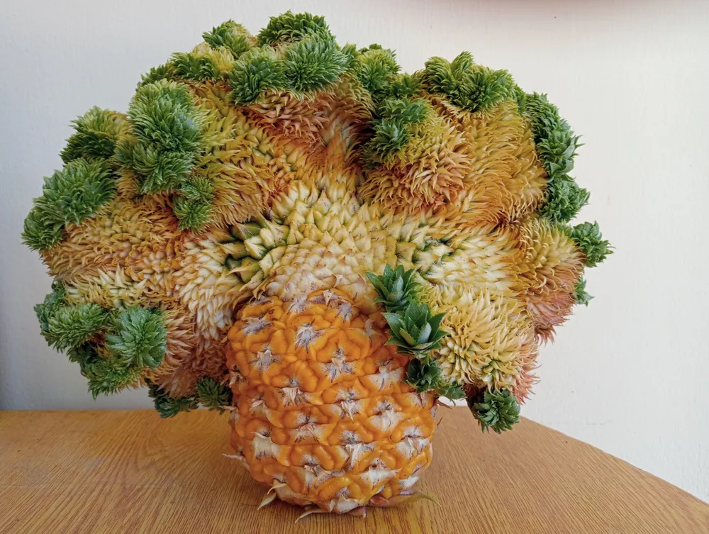 Những trái thơm đuôi phụng có thể trưng tết được rất lâu từ 1-2 tháng. Ảnh: NGUYỄN TRANG