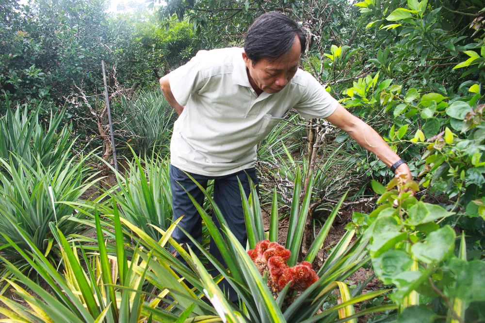 Ông Tân quan sát sự phát triển của thơm đuôi phụng. Ảnh: NGUYỄN TRANG