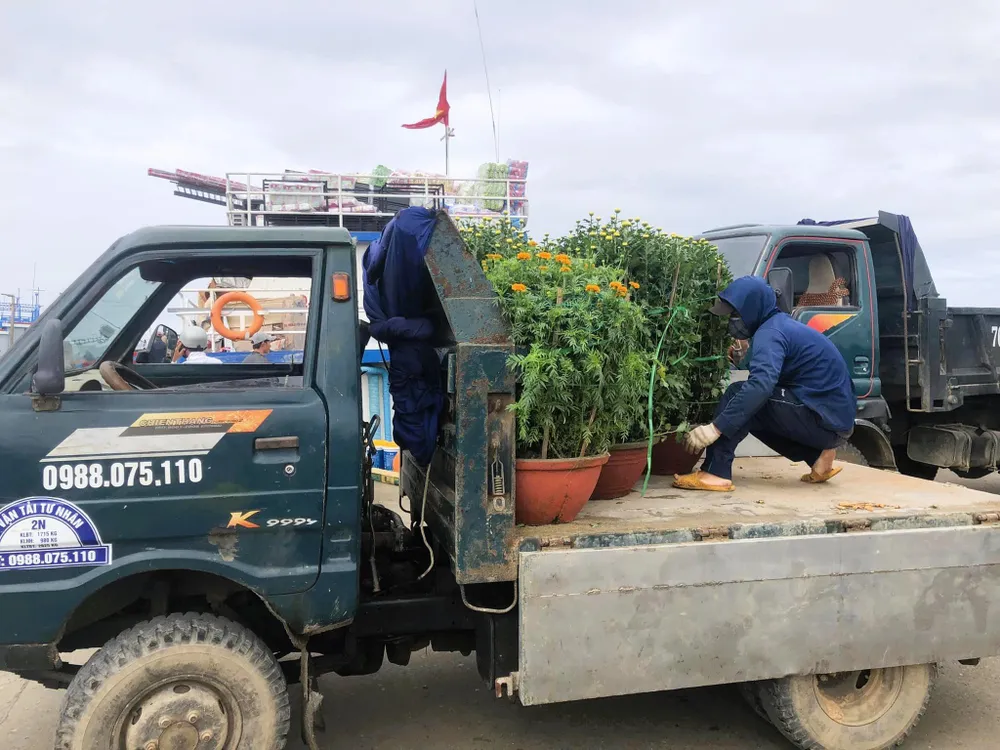 Hoa đã ra đến đảo Lý Sơn và được các xe chở đến tận nơi.