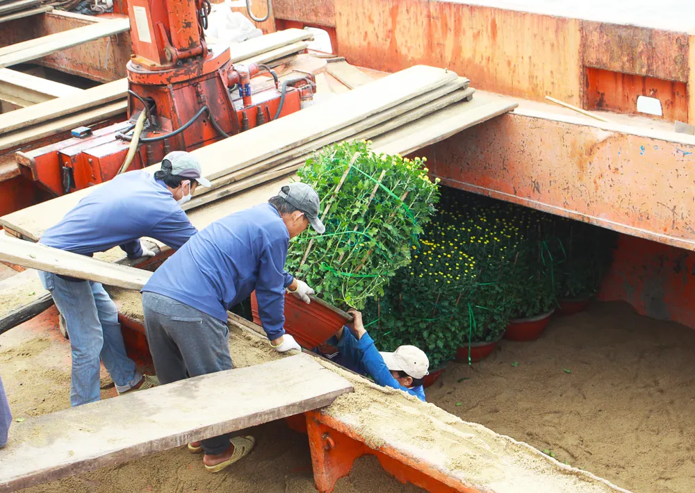 Các tàu tranh thủ hoạt động từ ngày 11-1 đến 15-1 do trời đã hửng nắng ấm, thời tiết sau thời gian này được dự báo sẽ diễn biến phức tạp. Ảnh: NGUYỄN TRANG