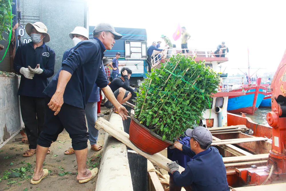 Đội bốc vác cảng Sa Kỳ hoạt động liên tục để kịp chuyến hàng. Ảnh: NGUYỄN TRANG