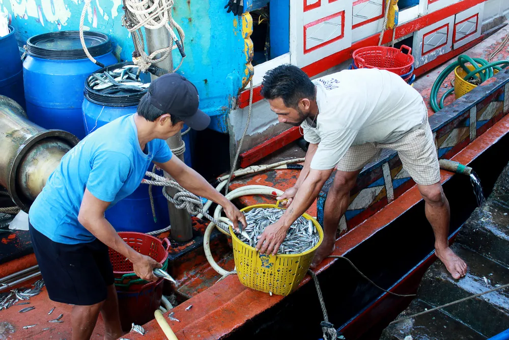 Những khay cá cơm than tươi rói được cập cảng Tịnh Kỳ. Ảnh: NGUYỄN TRANG