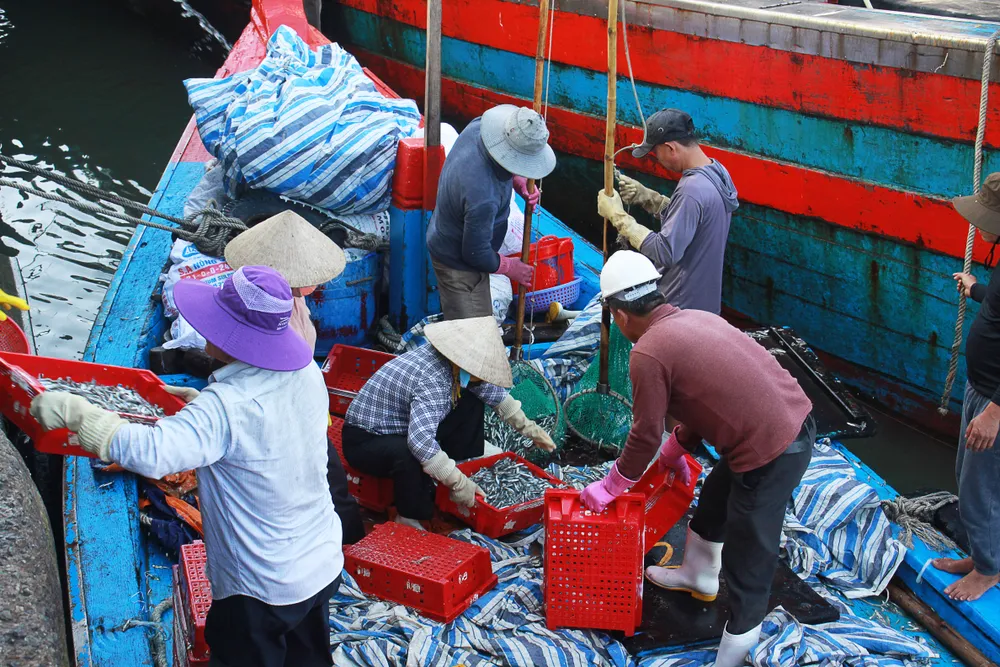 Các tàu cá cập bến ngày 14-1 trúng đậm luồng cá cơm quanh đảo Lý Sơn. Ảnh: NGUYỄN TRANG