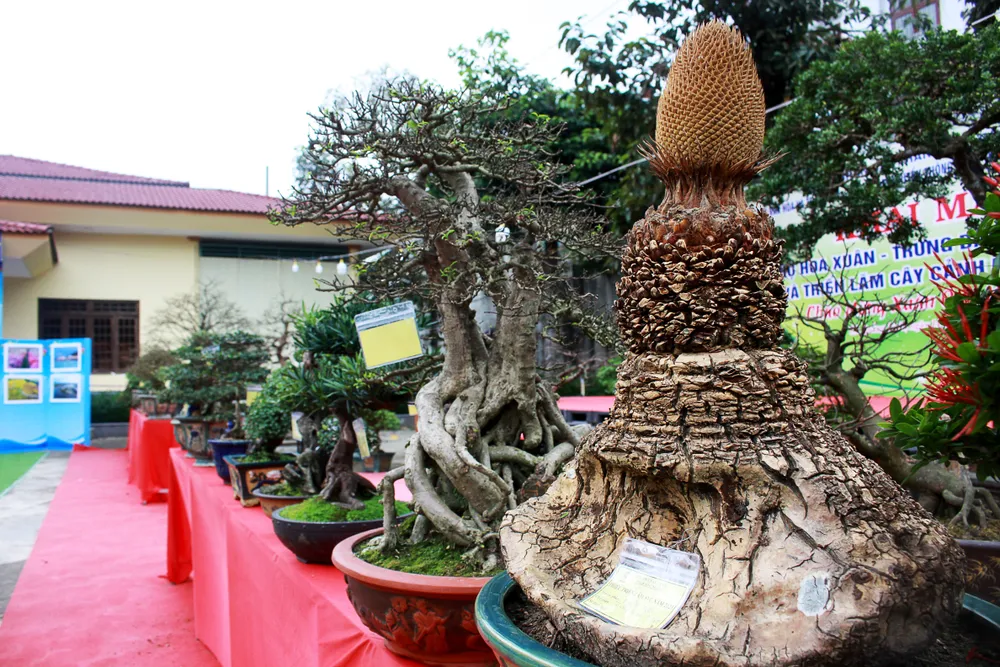 Nhiều tác phẩm bonsai độc đáo trưng bày tại triển lãm sinh vật cảnh Quảng Ngãi. Ảnh: NGUYỄN TRANG