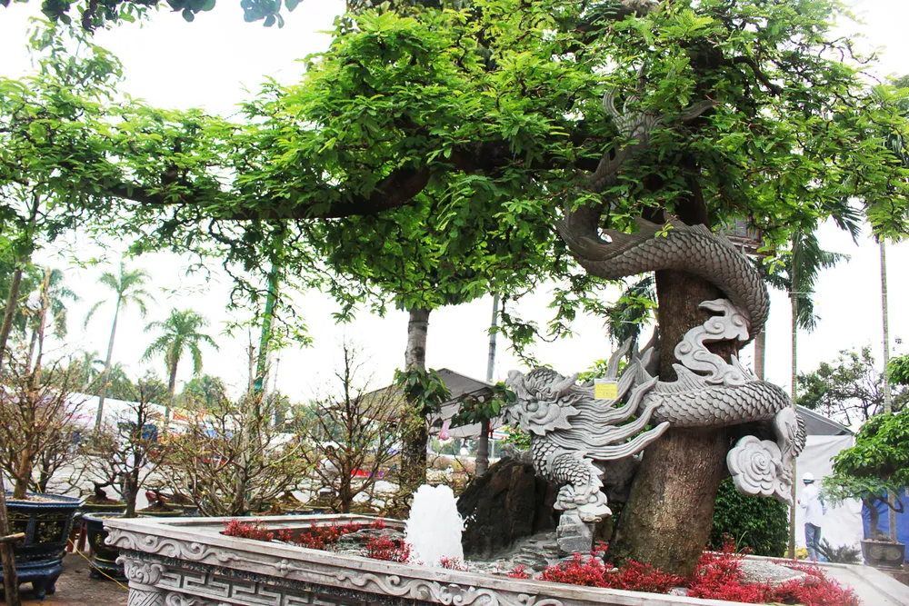 Tác phẩm "Rồng me" được tạo nên từ cây me, hình ảnh con rồng uốn lượn với những tán cây trải rộng như đám mây. Ảnh: NGUYỄN TRANG