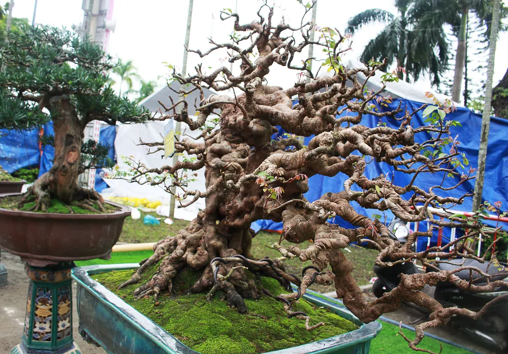 Cây khế có thế bonsai độc đáo.