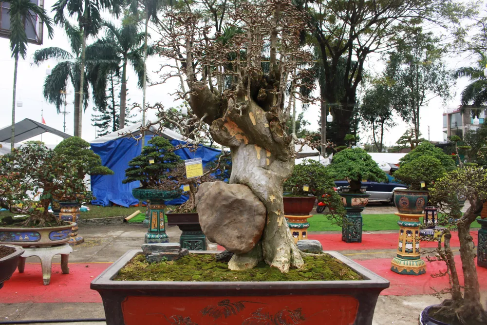 Cây Duối của chủ sở hữu Trần Tuấn tại triển lãm sinh vật cảnh.