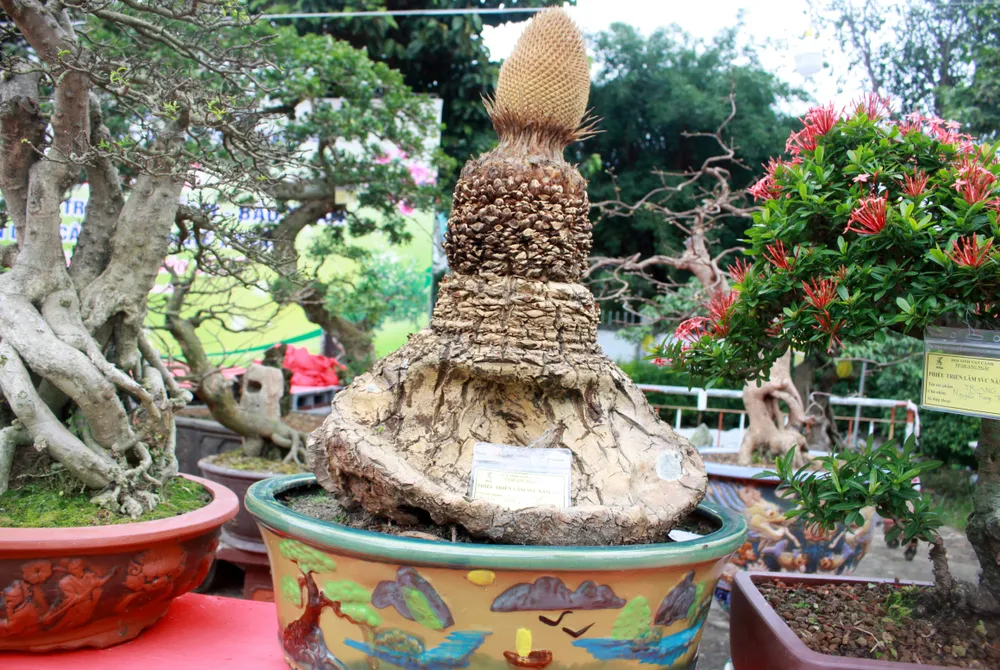 Cây thiên tuế của Trương Thanh Hạt.