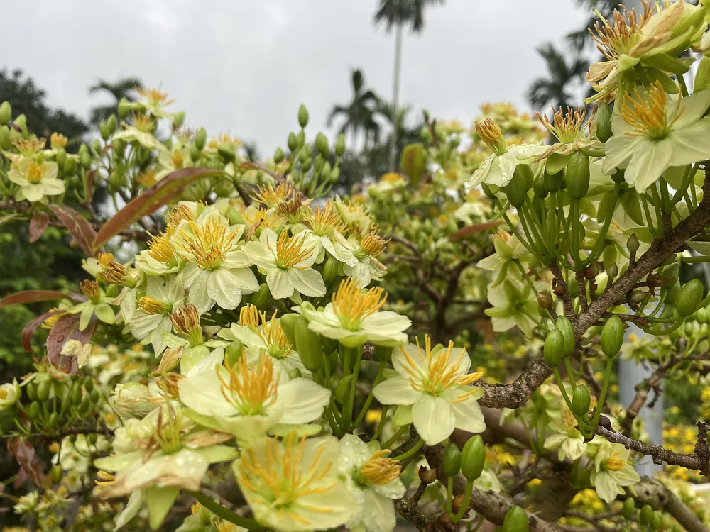 Một trong những loại mai đang nở rộ trong vườn nhà ông