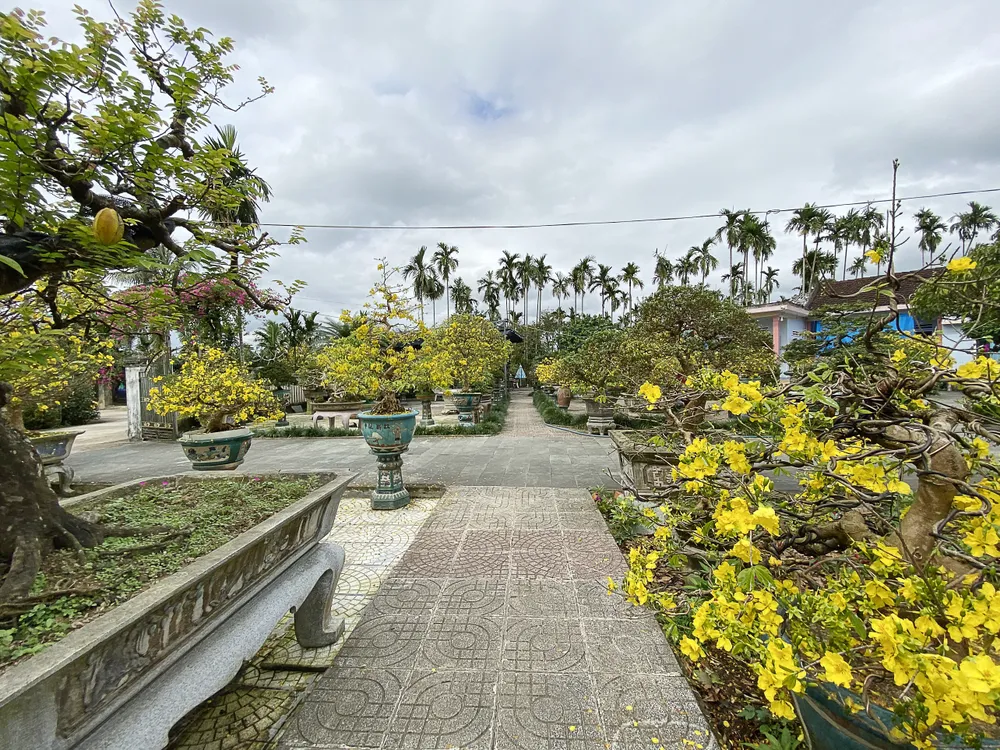 Góc vườn trong nhà ông Bình được bố trí đẹp rực rỡ với hàng trăm chậu hoa mai. Ảnh: NVCC