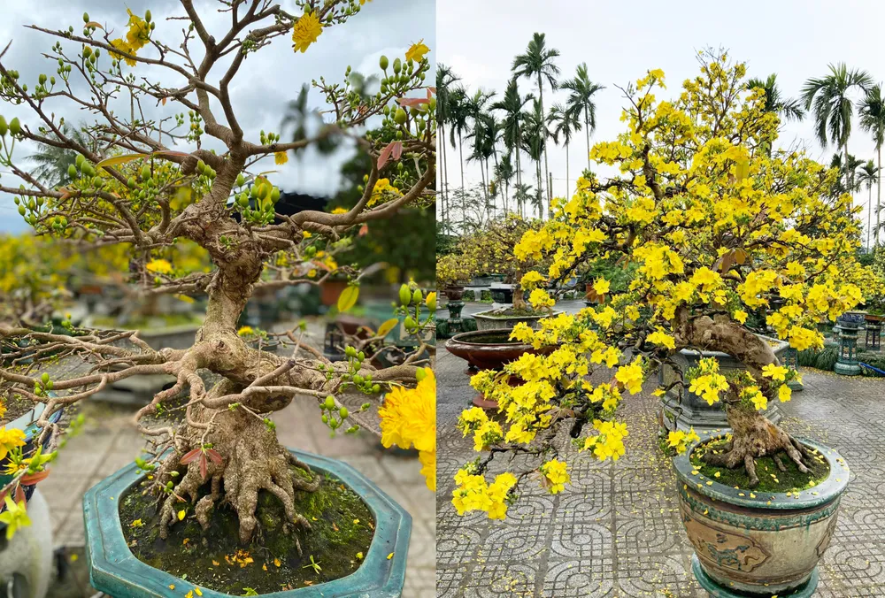 Mỗi cây mai đều được ông Bình tạo tác uốn sửa trong nhiều năm