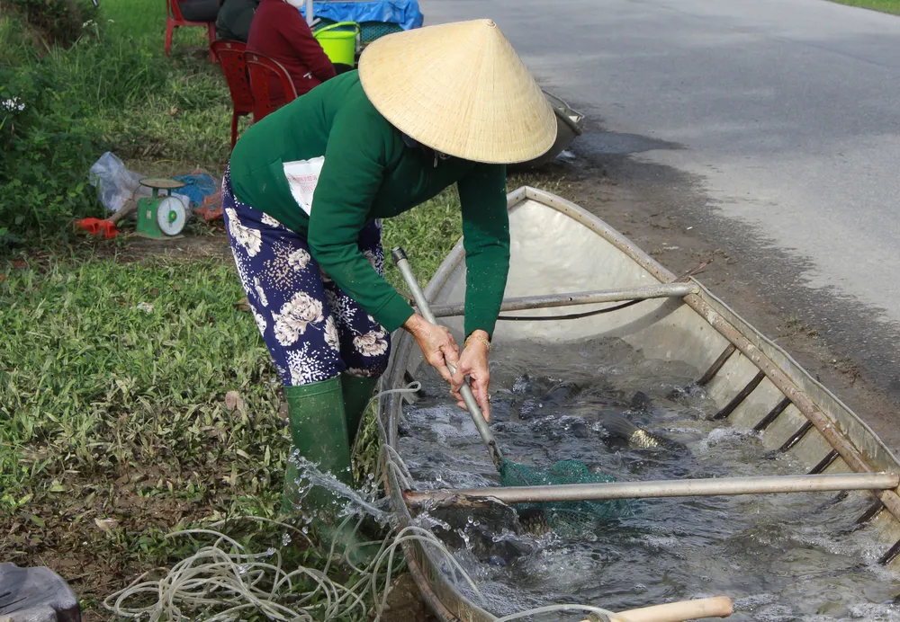 Người bán đang vớt những con cá trắm cỏ từ chiếc ghe. Ảnh: NGUYỄN TRANG