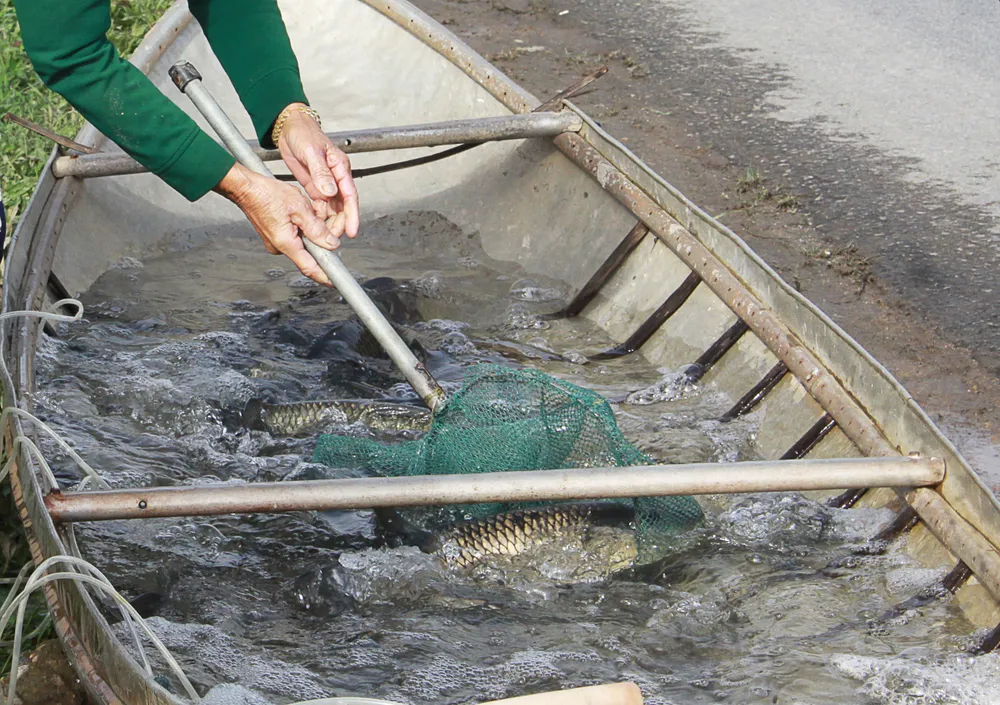 Những con cá trắm cỏ từ 2-4kg tùy nhu cầu người mua đều có ở trên ghe. Ảnh: NGUYỄN TRANG