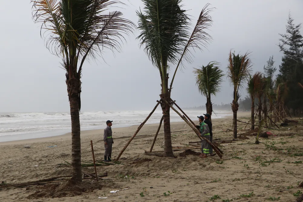 Những cây dừa vừa tạo cảnh quan, vừa có tác dụng chắn gió, chắn sóng tại biển Mỹ Khê Những cây dừa vừa tạo cảnh quan, vừa có tác dụng chắn gió, chắn sóng tại biển Mỹ Khê