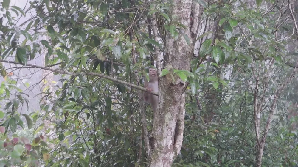 Khỉ đuôi lợn được thả về rừng Khỉ đuôi lợn được thả về rừng