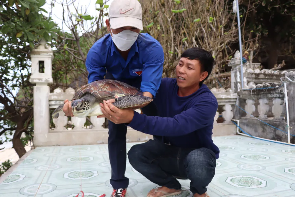 Cá thể rùa xanh được phát hiện trong tình trạng sức khỏe tốt