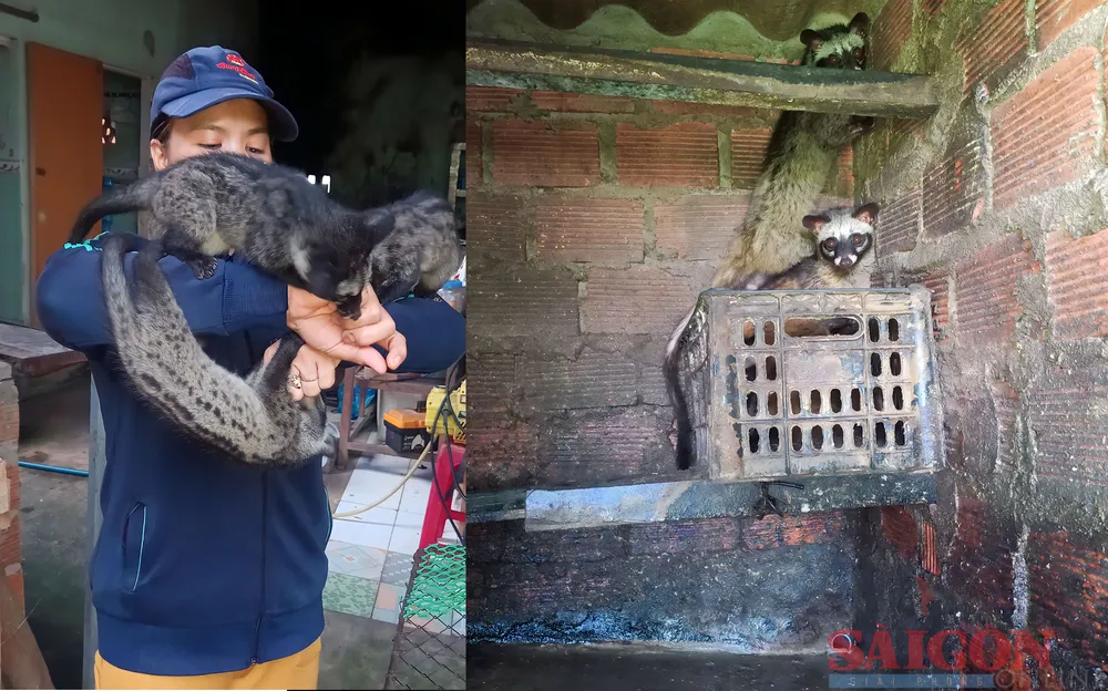 Chồn hương được thuần hóa rất dạn dĩ khi tiếp xúc với người. Ảnh: NGUYỄN TRANG Chồn hương được thuần hóa rất dạn dĩ khi tiếp xúc với người. Ảnh: NGUYỄN TRANG