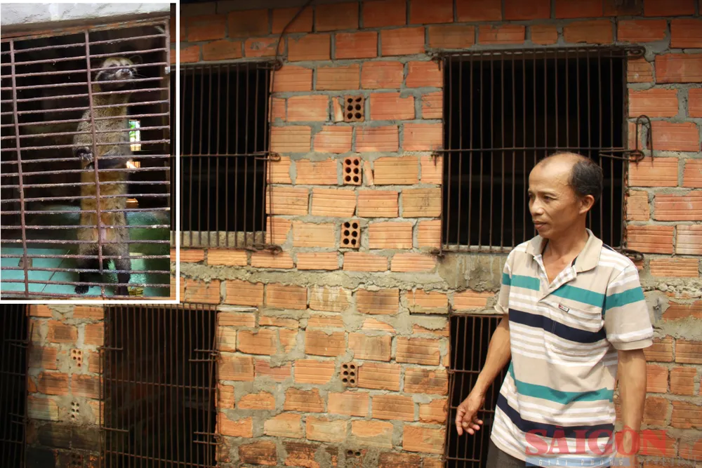 Ông Hồ Văn Trung (thôn Phú Lâm Tây, xã Hành Thiện, huyện Nghĩa Hành, tỉnh Quảng Ngãi) là người đầu tiên nuôi cầy vòi hương (chồn hương) và giúp nhiều người dân trong xã cùng nuôi. Ảnh: NGUYỄN TRANG Ông Hồ Văn Trung (thôn Phú Lâm Tây, xã Hành Thiện, huyện Nghĩa Hành, tỉnh Quảng Ngãi) là người đầu tiên nuôi cầy vòi hương (chồn hương) và giúp nhiều người dân trong xã cùng nuôi. Ảnh: NGUYỄN TRANG