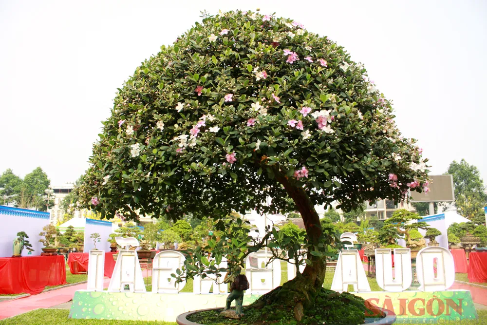 Hoa sim được tạo tác rất đẹp