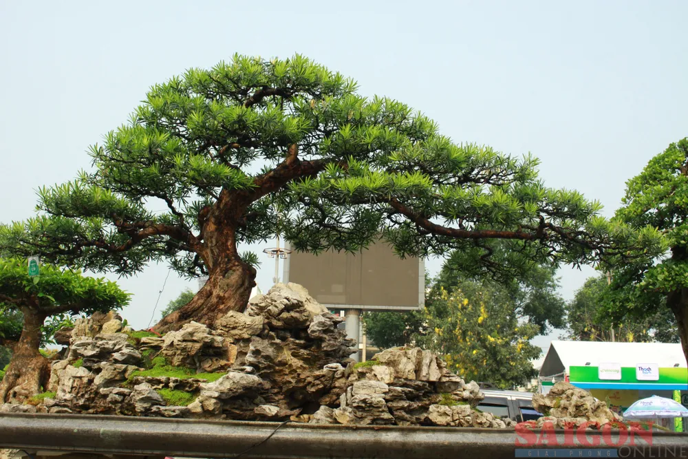 Tác phẩm Long Quá Hải của chủ nhân Nguyễn Văn Quý