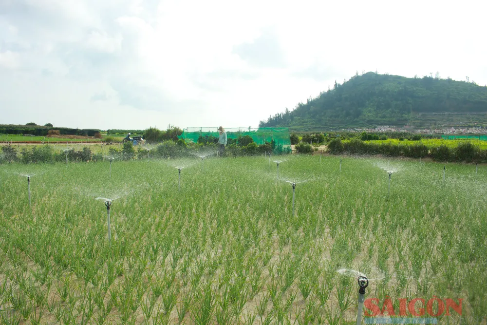 Người dân sử dụng tưới tiết kiệm. Ảnh: NGUYỄN TRANG Người dân sử dụng tưới tiết kiệm. Ảnh: NGUYỄN TRANG