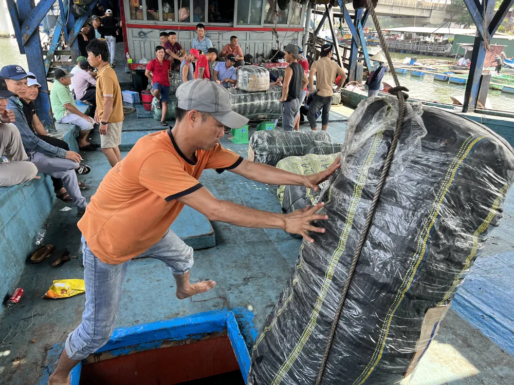 Ngư dân mở hầm lấy mực khô lên giao cho các kho đông