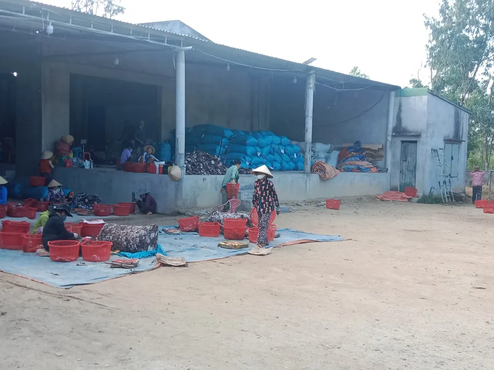 Người dân ven biển tham gia sơ chế, chế biến mực để xuất đi các nơi. Ảnh: NGUYỄN TRANG