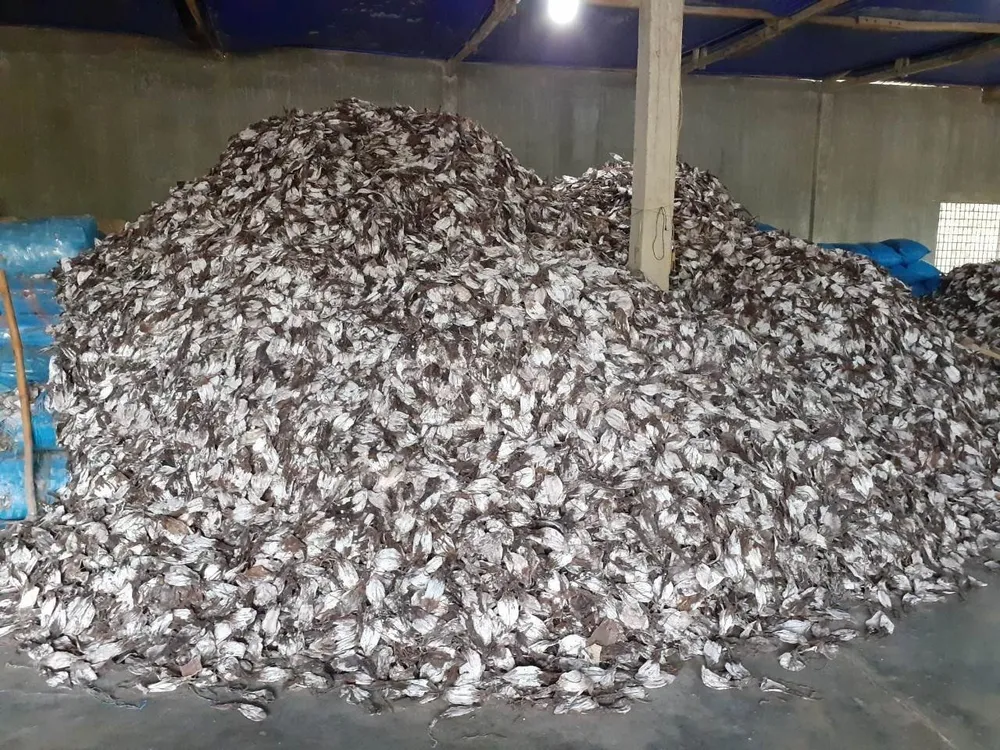 Mực khô chất trong kho hàng chuẩn bị sơ chế, phân loại. Ảnh: NGUYỄN TRANG