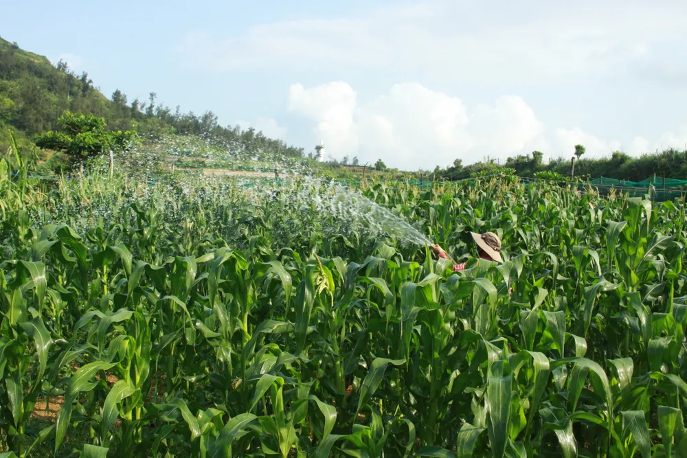 Nông dân huyện đảo Lý Sơn chuyển đổi cây trồng sang cây khả năng chịu hạn như cây bắp. Ảnh: NGUYỄN TRANG