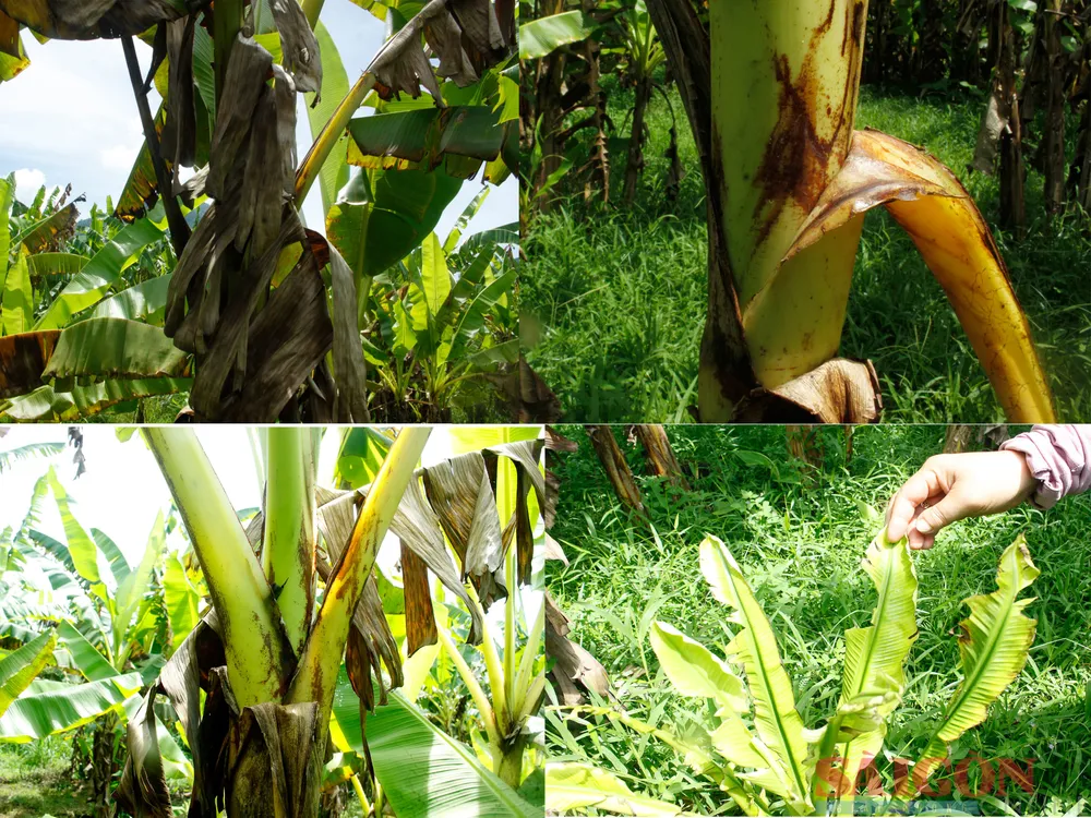 Chuối ngự bị bệnh, cây mẹ lây cây con. Ảnh: NGUYỄN TRANG