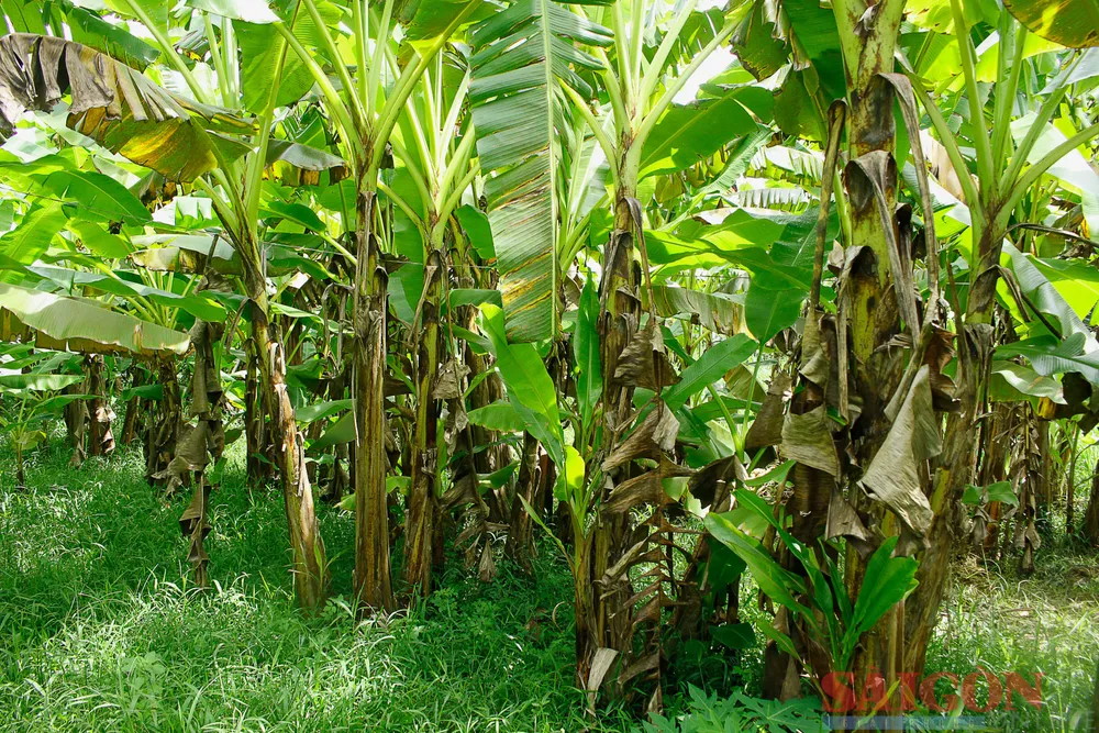 Trồng chuối trên cùng một vùng đất liên tục nhiều năm dẫn đến sinh sôi bệnh nấm. Ảnh: NGUYỄN TRANG