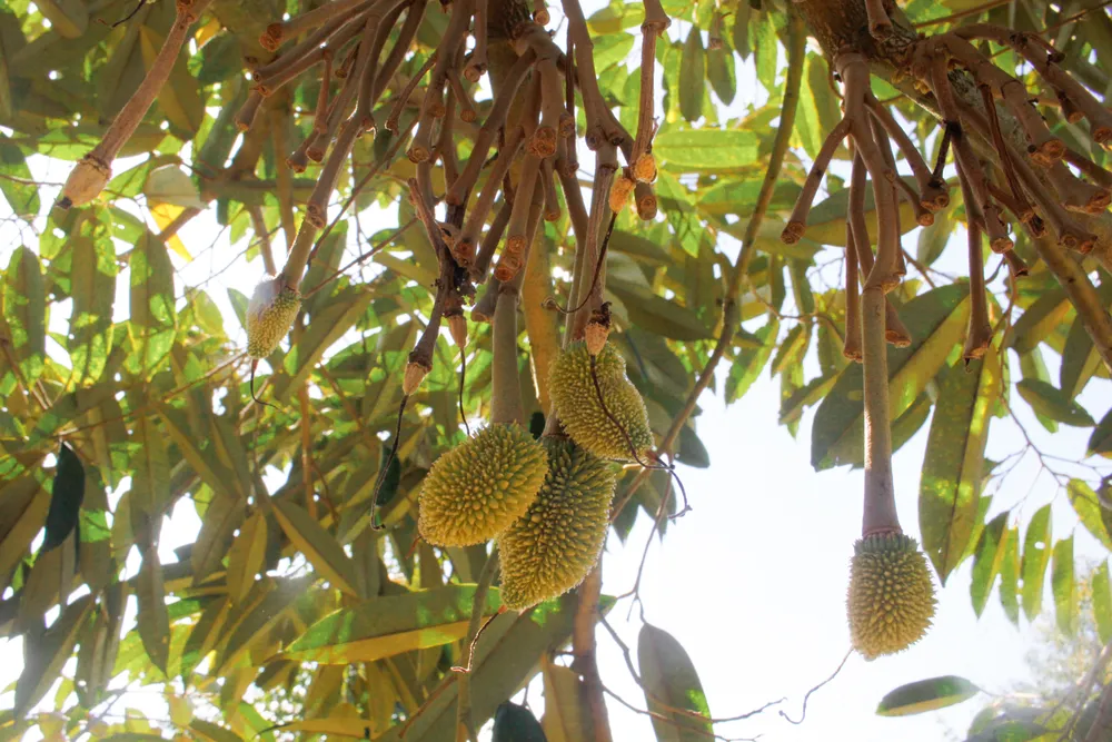 Những trái sầu riêng non đang có dấu hiệu khô lại, rụng xuống. Ảnh: NGUYỄN TRANG