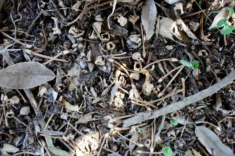 Mặt đất toàn hoa sầu riêng khô. Ảnh: NGUYỄN TRANG