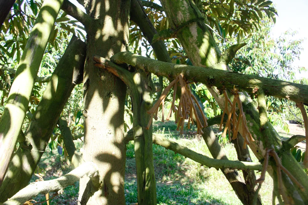 Sầu riêng ra hoa bị rụng sạch. Ảnh: NGUYỄN TRANG