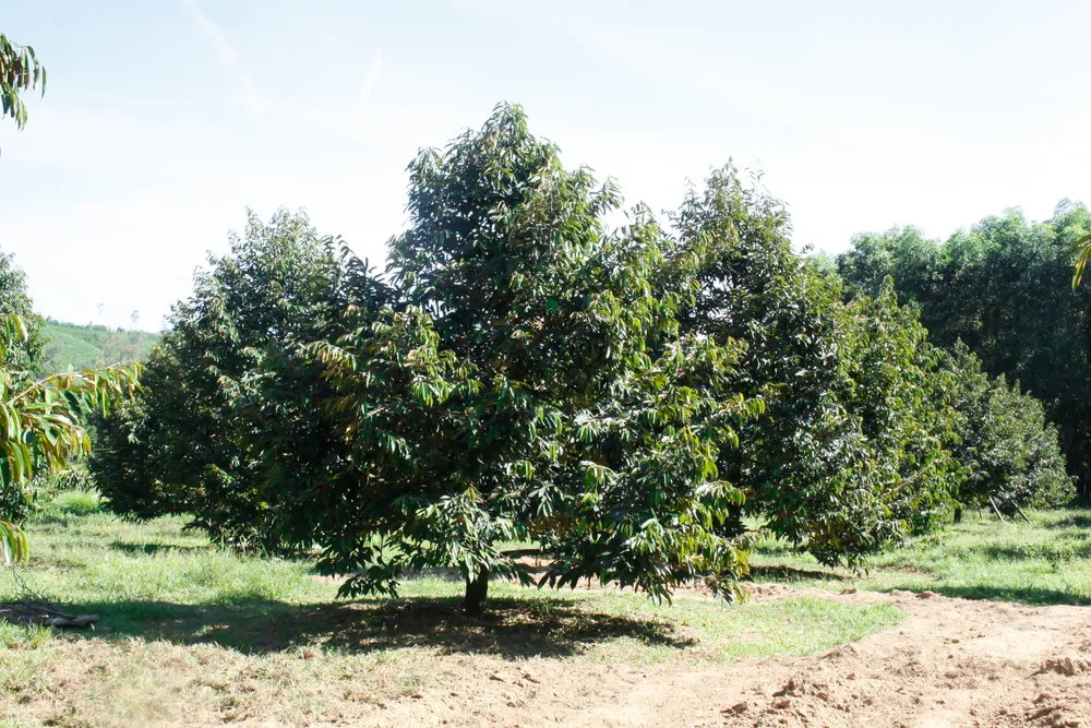 Sầu riêng được trồng ở huyện Nghĩa Hành. Ảnh: NGUYỄN TRANG